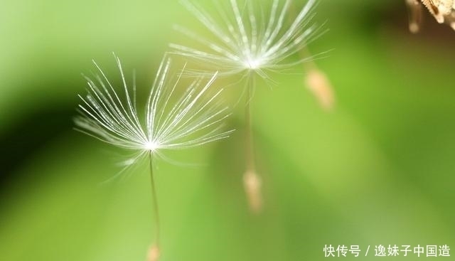 一味蒲公英,治病大功效!