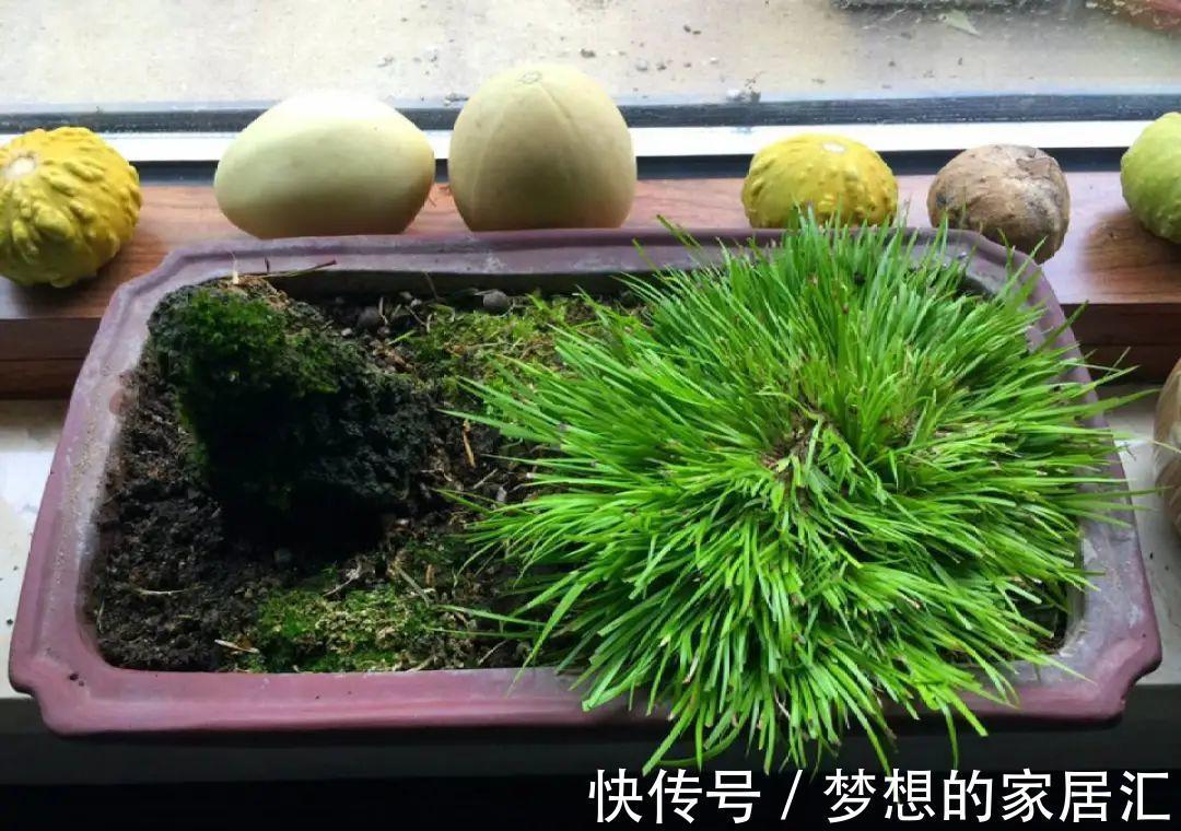 10种花太能喝水,一天一瓢水,7天爆满缸