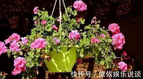 花草|末伏天闷热,赶快查下家里是否盆栽了此4款,当心养一盆死一盆