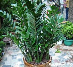 净化空气|客厅养花选它,寓意美好养护简单,越养越值钱,值得拥有!