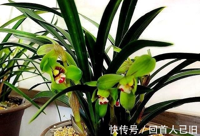 新手养兰花,这种肥最好别用,很容易“烧苗”