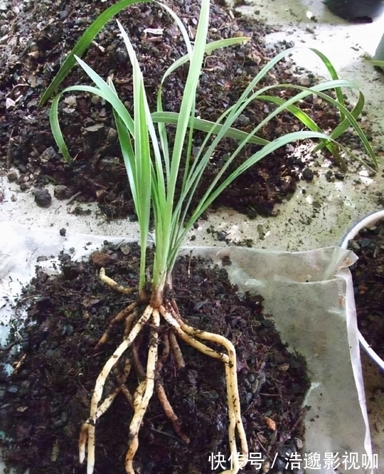 鸡蛋壳|这些“垃圾”不要扔,用来养花“一级棒”,肥的流油,环保又省钱