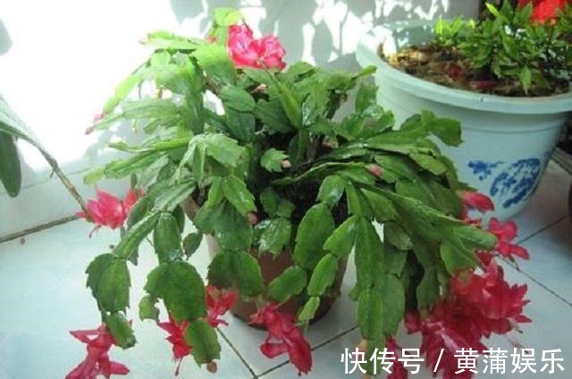 蟹爪兰烂根叶发黄,盆底藏玄机,很多花友常疏忽,1年花卉成白养