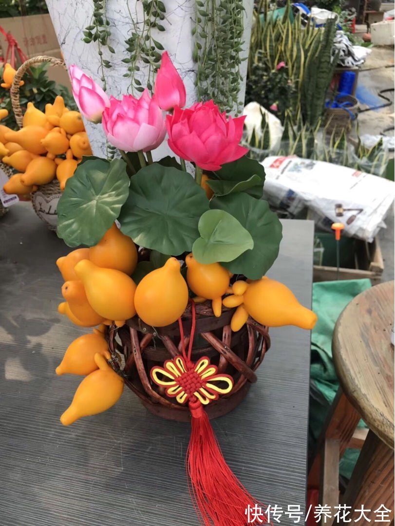 年底养些喜庆花,家里一年都吉祥,6种年宵花现在买正合适