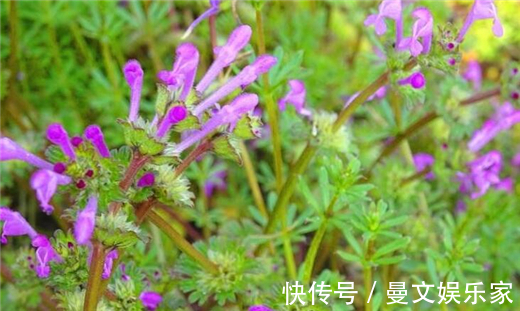 肝炎|在农村这种“接骨草”，不但好看能盆栽，其实还能治肝炎