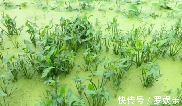水田|农村水田里的野草,遇到别忽视,根部价值珍贵,比板栗还美味
