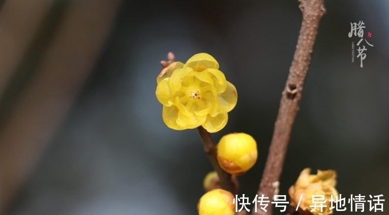 传统节日#诗词鉴赏-腊八|十二首有关腊八的古诗词,带给你不一样的腊八节