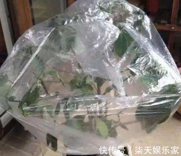 买东西的时候,塑料袋子不要扔掉,套在花盆上面,花朵叶子长更好