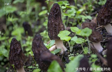  种食材|中国“无人问津”的食材，到国外却被疯狂追捧，老外土豪赞不绝口