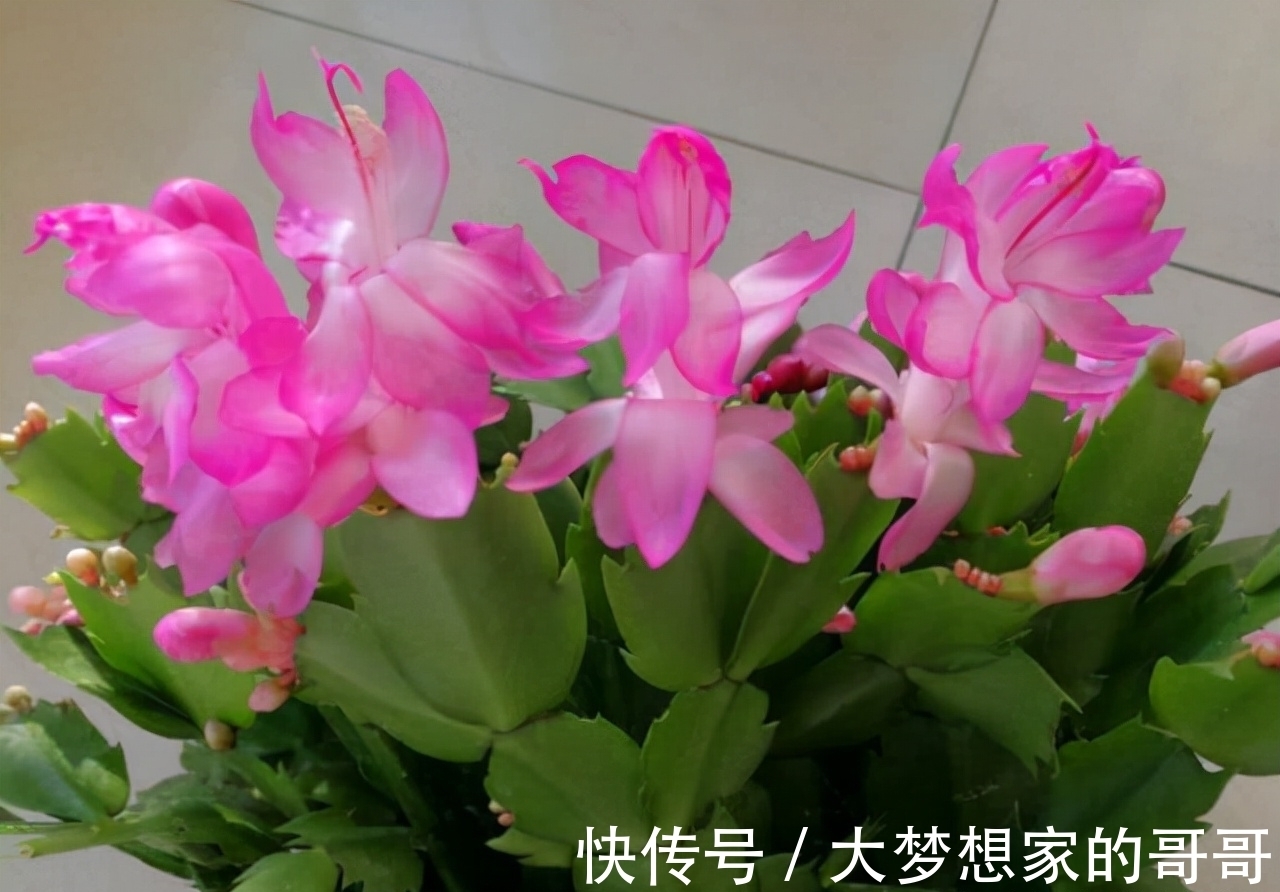 “花苞满头”的蟹爪兰有“5怕”,难怪总是掉花苞