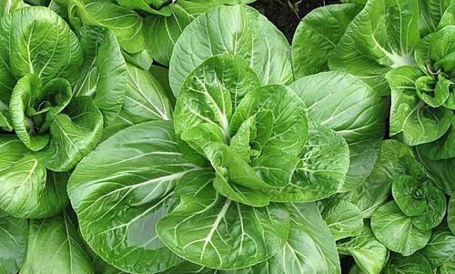 干净|女性常吃5种天然食物,子宫干净了,皮肤细腻光滑,告别妇科病