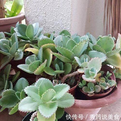 快速消灭入侵多肉“不死鸟”,要放大招,连根拔十次,彻底消灭光