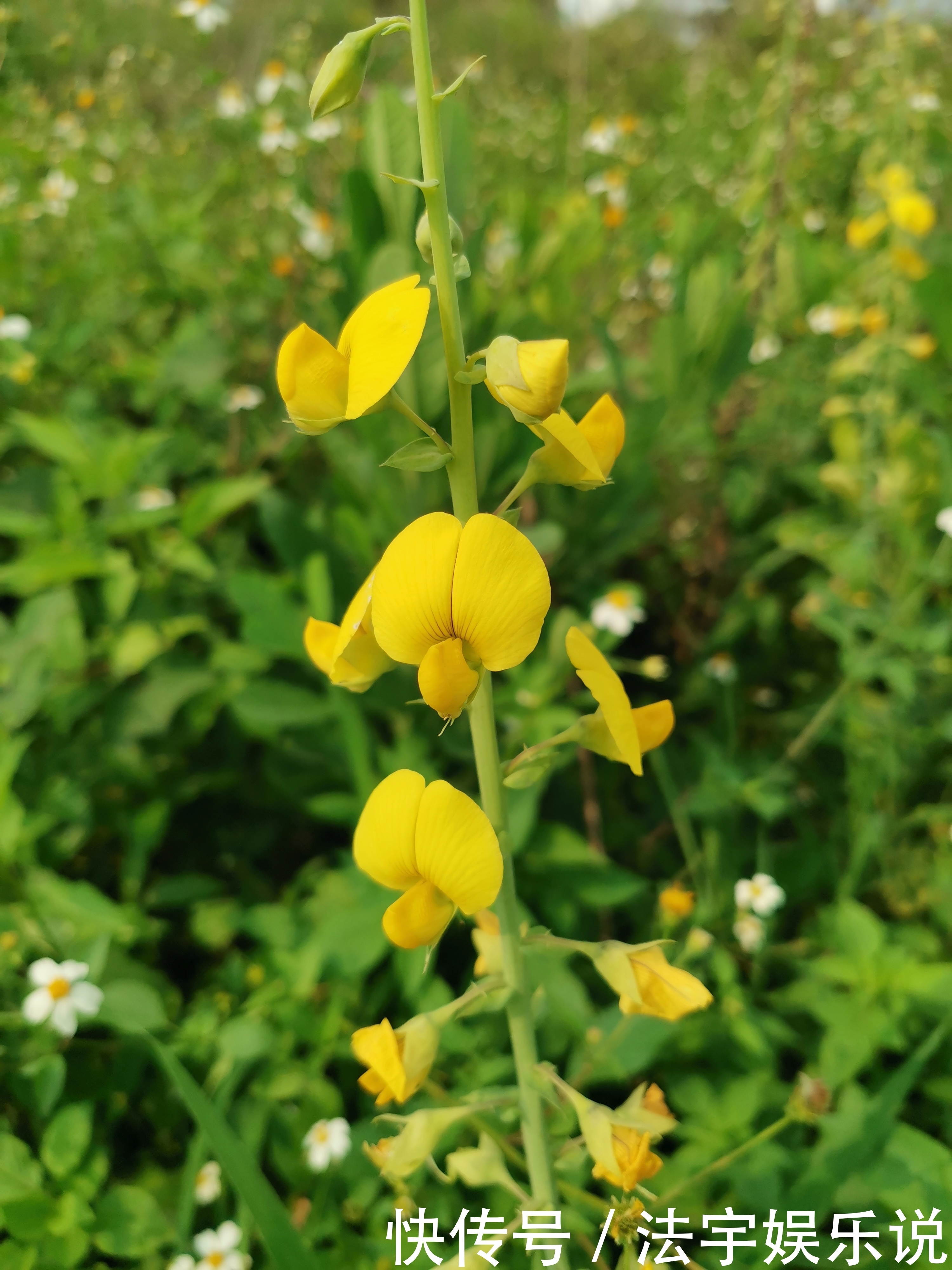 此花轻轻地抖动,显得很有灵气,代表着天性纯良,待人和蔼可亲