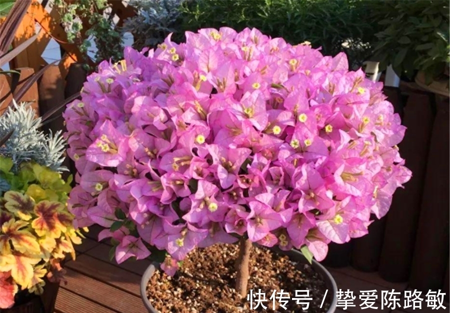 回暖|天气回暖,三角梅养护有妙招,早做3件事,花比叶子多,轻松爆盆