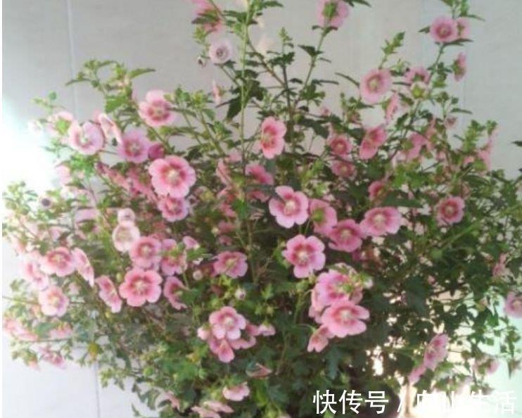 4种花漂亮又好养，一年四季开花不断，你最喜欢哪一种