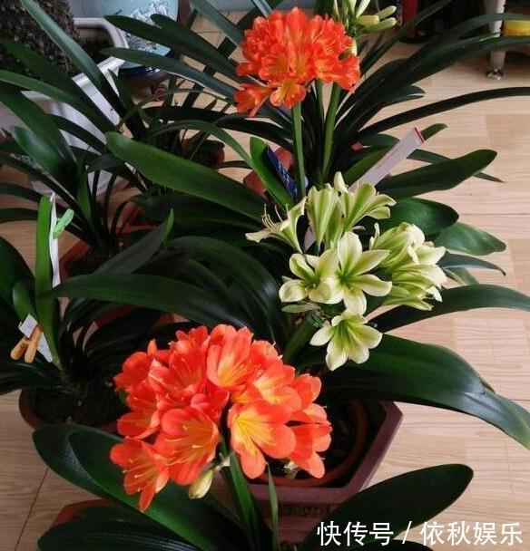 养殖绣球、茉莉，想要盆栽多开花，用它们浇花施肥就够了