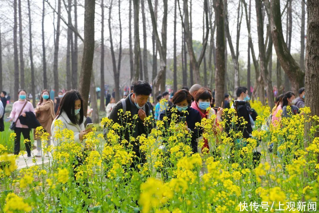 超20万游客到宝山顾村公园！上海樱花节首个周末迎来客流高峰