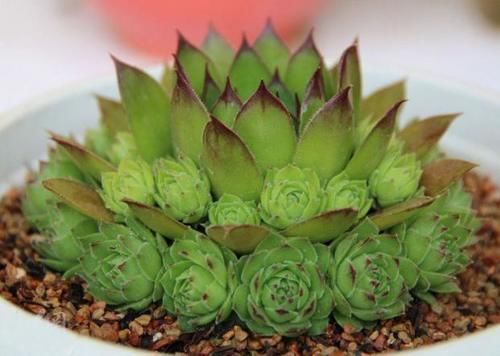 5月份养观音莲,顺着习性养,天热也可养出好状态