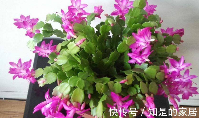 光照|秋天养蟹爪兰,解决好这4件事,茎叶长得茂盛,开花格外漂亮