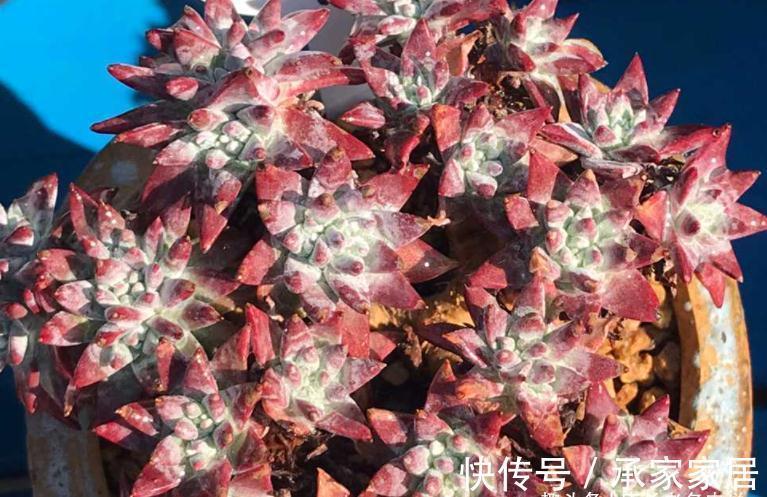 多头群生|秋天正好入手多肉白菊，不过温度超过30度难发根，想养活要讲技巧