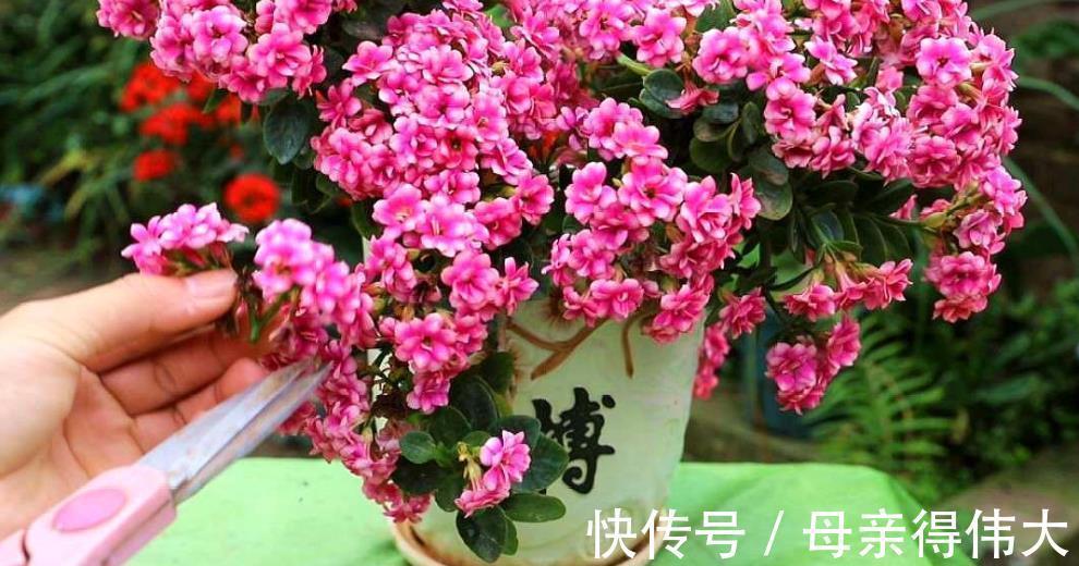 11月长寿花长花苞后 1个动作 催一催 轻松爆花美极了 粉紫色 11月长寿花长花苞后 1个动作 催一催 轻松爆花美极了 粉紫色