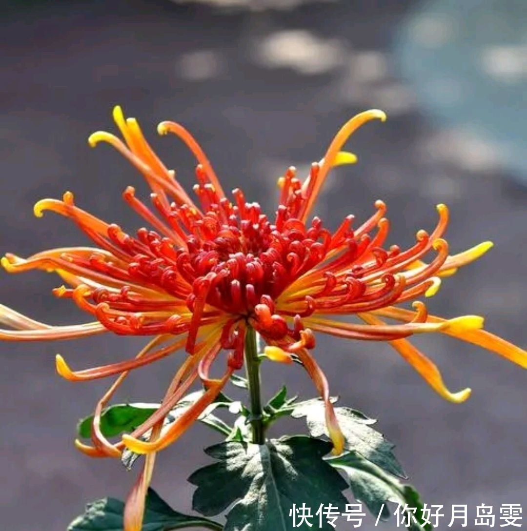 菊花阵!重阳节征联:英姿飒爽,问天下寒风,谁能破我菊花阵?邀对