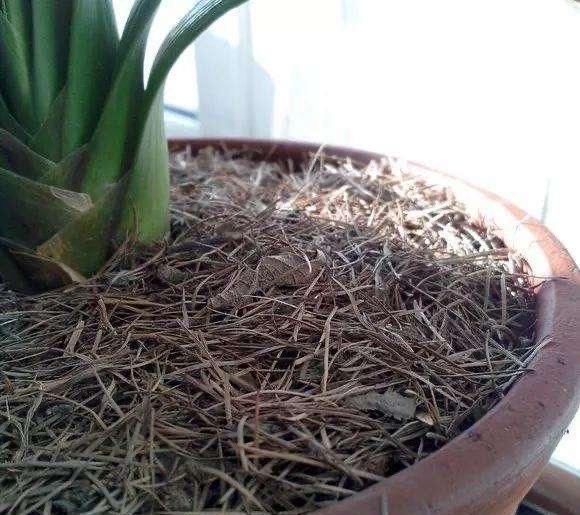 霍米兰|花盆里放两种杂物，花很好，没有虫子，土壤也不结实，气势旺盛