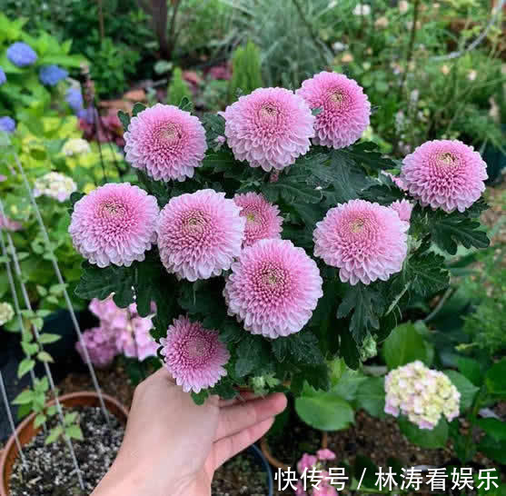 乒乓菊|喜欢养花，不如养盆乒乓菊，圆溜溜的乒乓球，特别可爱