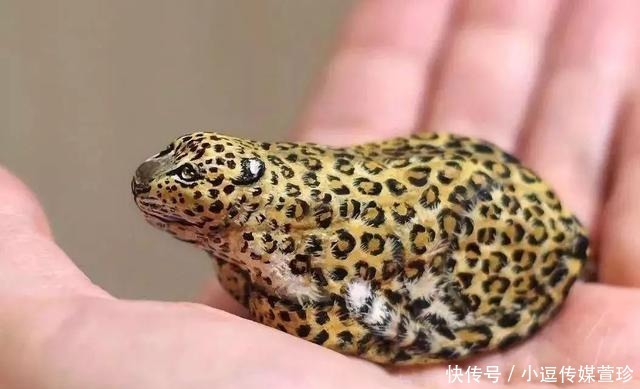 每块|还在疯狂的收藏奇石?只要给石头赋予“灵魂”,每块石头都是奇石