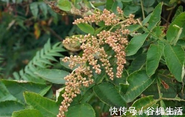 中药|一味中药治牙痛,不用吃,一涂就好,百治百效,妙不可言