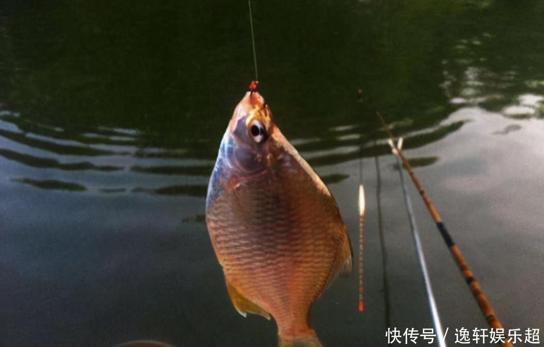  想要|想要野钓钓大鱼必备自制饵料，野钓高手教你菜籽饼的多种用法