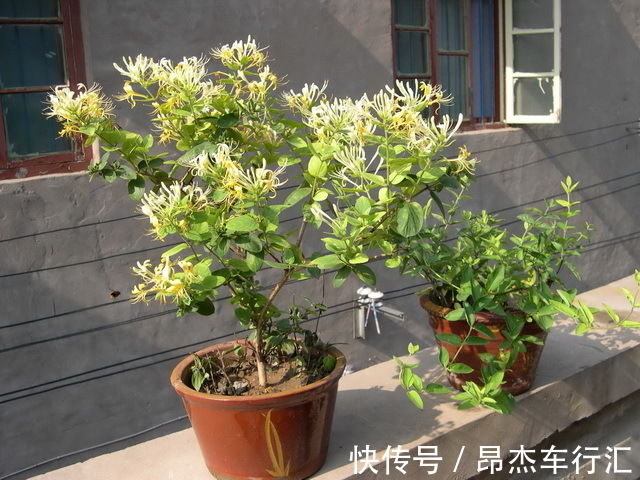 养花要学老中医，选5种花养家里能“养人”，都有多种功效