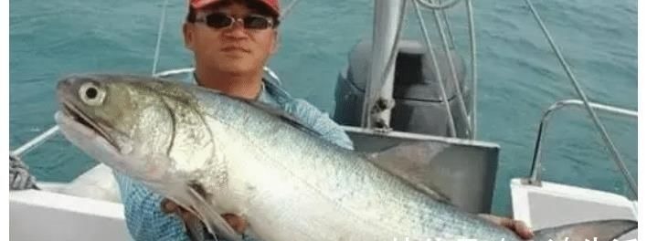 被误解很深的鱼,比马鲛好吃更营养,鱼肉似“千层糕”,我国独有