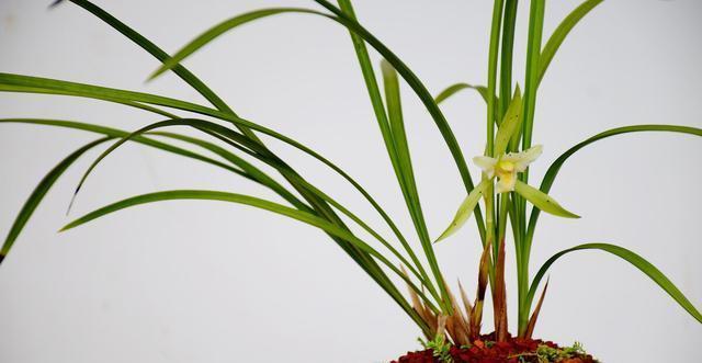 施肥|夏季养兰花要慎重,分清楚养护工作上的事,什么该做,什么不该做