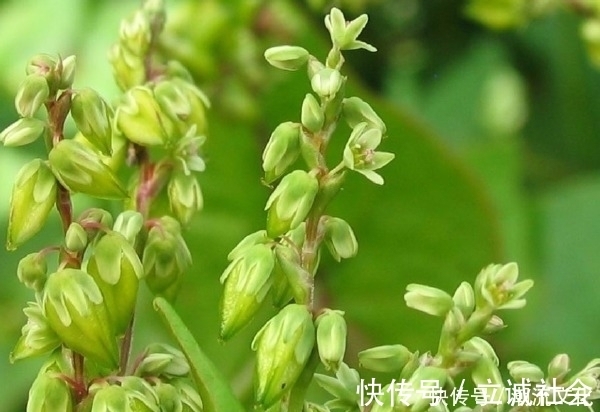 血糖|血糖高的人别怕,不起眼的天然胰岛素,每天吃点,血糖慢慢降下来