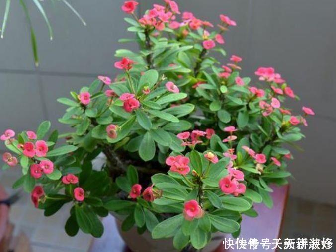 4种花是真正的开花机器，花姿妖娆，姿色艳丽