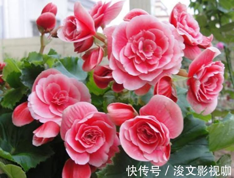 春节不能错过的4种招财花，花香易打理，养在客厅美极了