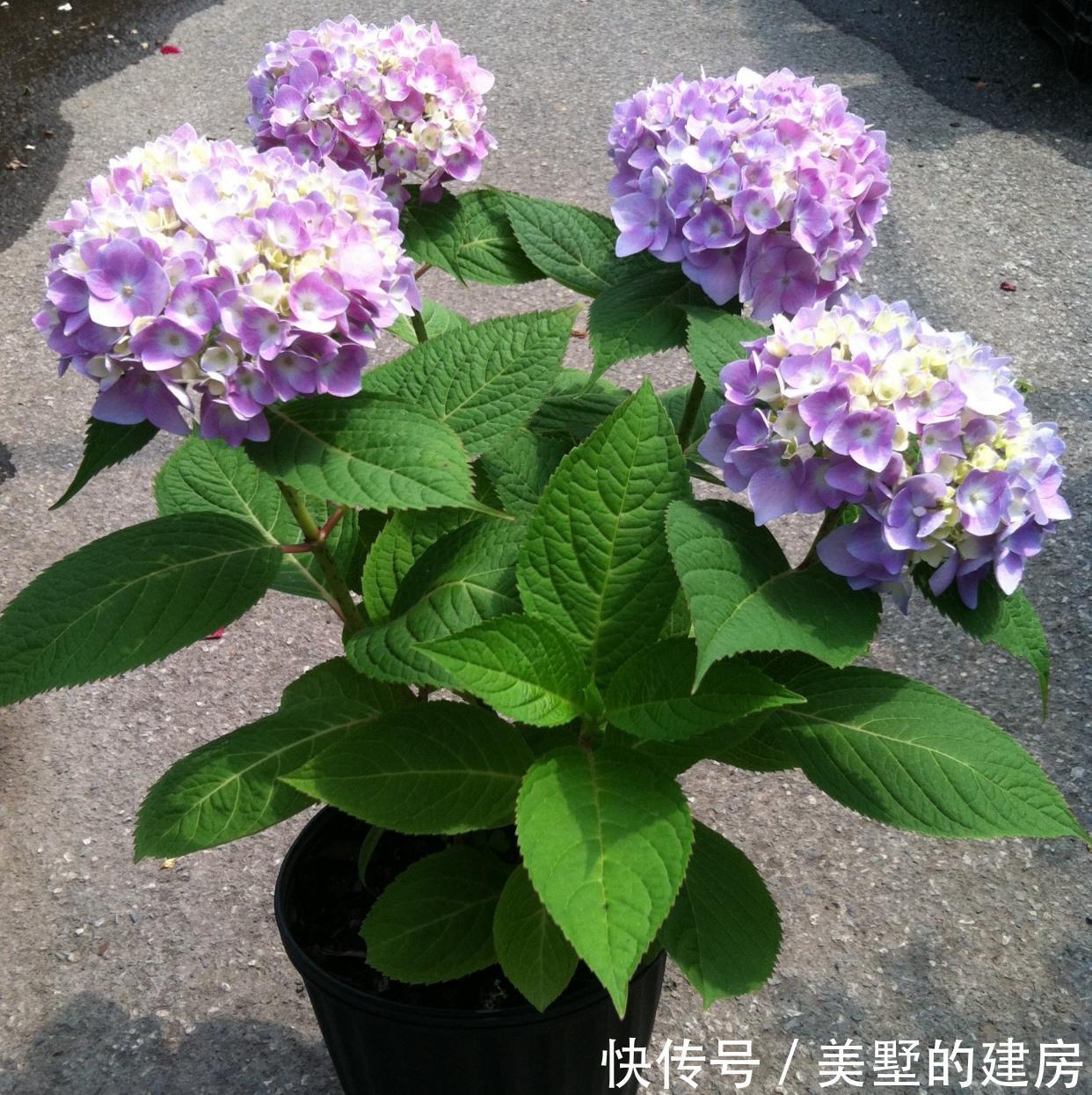  长势|冬季的绣球花，有一步不能做，开春长势更好，花球大，花更多