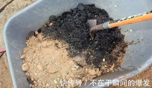 腐叶土|3种“废物”捡回家,扔花盆里,土肥的流油,养花猛长不含糊