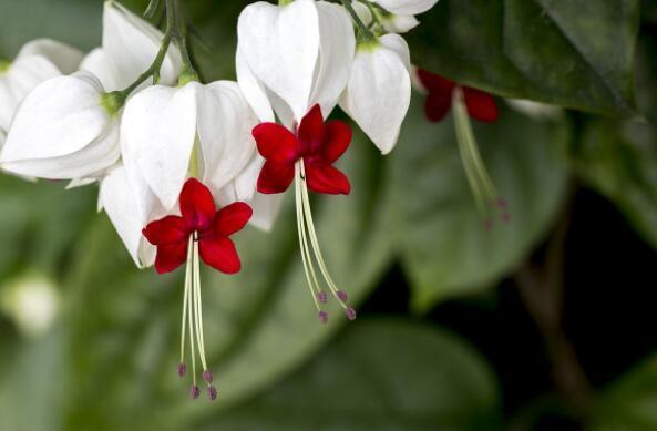 就养这几款小花，花期长好养活，开花挤爆盆，庭院充满生机