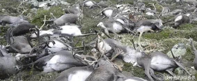 一道闪电是多少度电，闪电掉进海里，会电死多少鱼