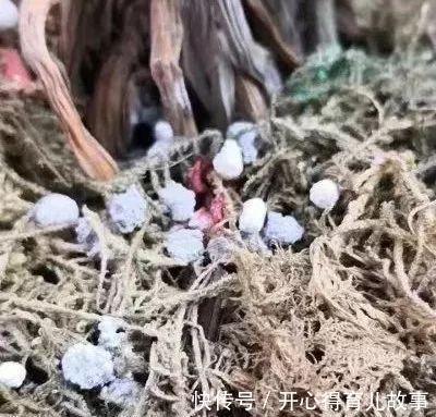 养了几年的蝴蝶兰眼看开花了,却突然死了,不料凶手是它