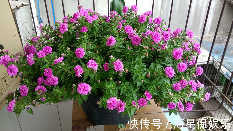 强健|新手养花选这种，好养易活，花美似牡丹，全年开花不停，值得入手