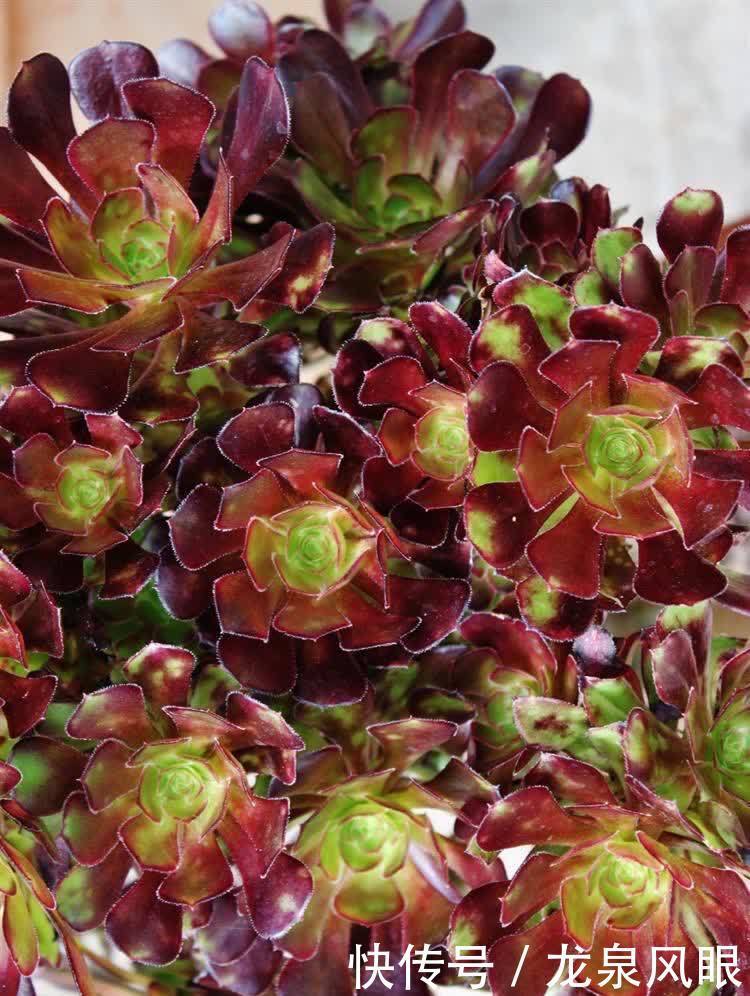 多肉黑法师,养护有“四技巧”,分枝多颜色美更漂亮