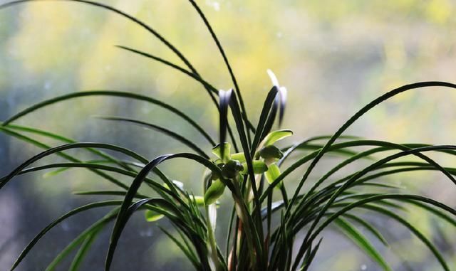 疯长|文竹1勺“汤”,兰花2颗“药”,30天后枝叶疯长,大白根长满盆