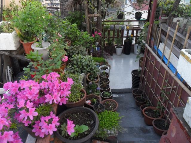 不换盆、不换土“搞定”花土板结,撒点粉喷点水,轻松解决难题