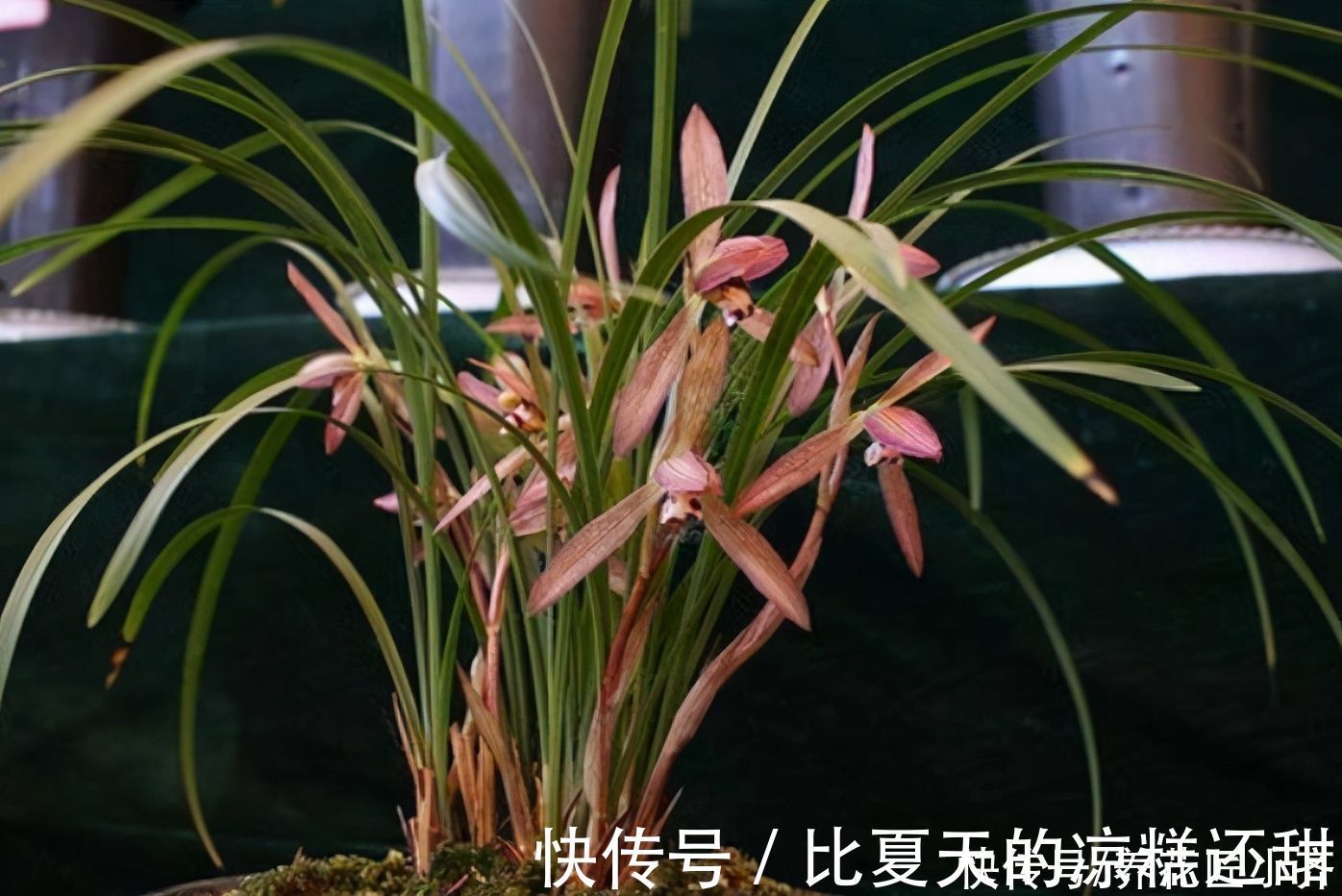 根系|兰花开完花后，早点给它做好3点，根系长满盆，新芽蹭蹭往外冒