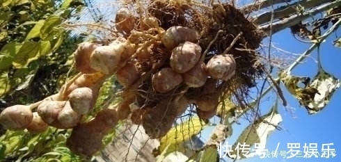 菊芋|生长在泥土里的“万年脏”, 1粒种子能长满一片, 一斤能卖60元