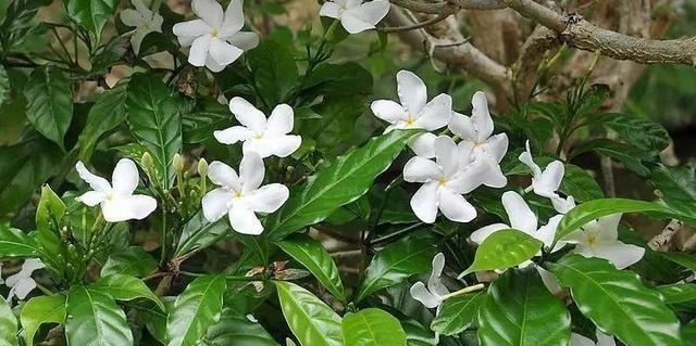 被名字耽误一生的6种花，土里土气，开花却“气度非凡”靓丽入眼