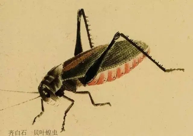 蝈蝈$国画技法图典——草虫篇:蝗虫 蚂蚱 蝈蝈 螽斯 螳螂 蟋蟀